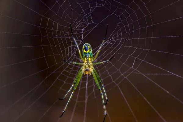 Spider on the web — Stock Photo, Image