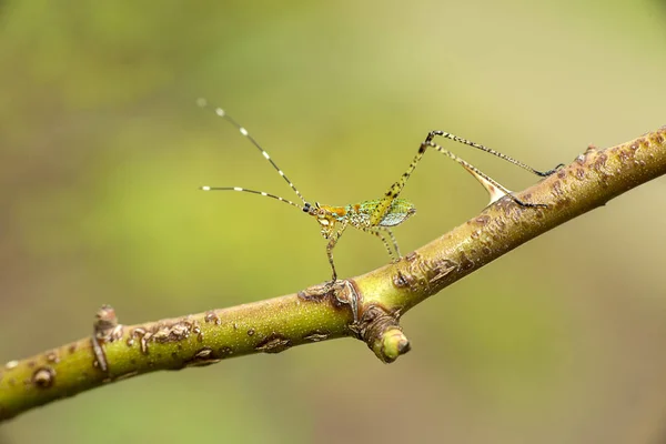 Scudderia resting on a twig — Stock Photo, Image
