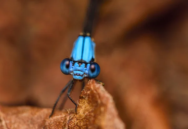 Damselfly resting on the rock — Stock Photo, Image