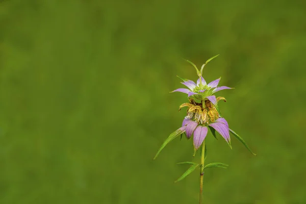 斑点を付けられた蜂香油 (ヤグルマハッカ イワヒメワラビ) — ストック写真