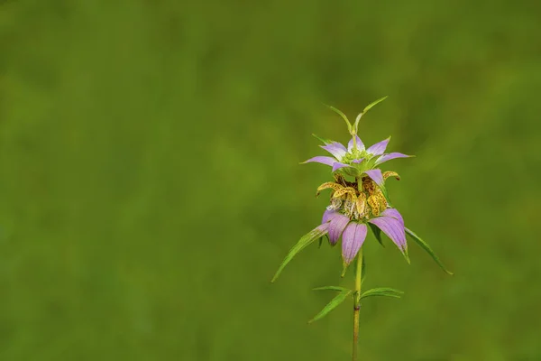 Bálsamo de abeja manchado (Monarda punctata ) — Foto de Stock