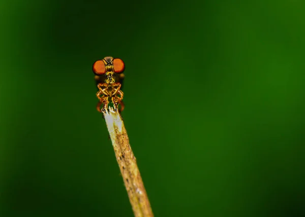 Soygun sinek çimenlerin üzerinde — Stok fotoğraf
