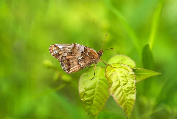 Alacalı Fritillary (Euptoieta claudia) — Stok fotoğraf