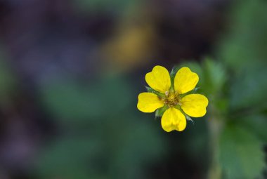 Kükürt kurtpençesi (Potentilla recta)
