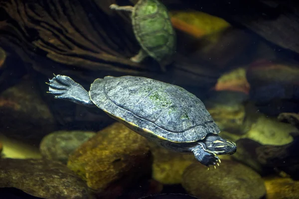 Havssköldpaddan i ett akvarium Stockbild