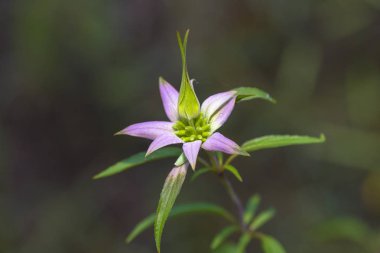 Benekli arı-Melisa (Monarda punctata)