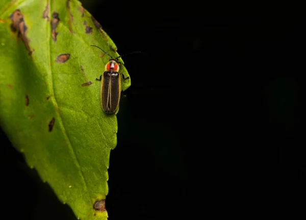 Firefly op blad — Stockfoto