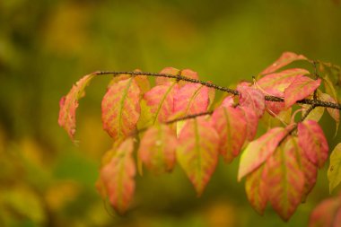 Sonbahar manzara. Sonbahar arka plan