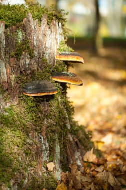 Bir parkta canlı sonbahar