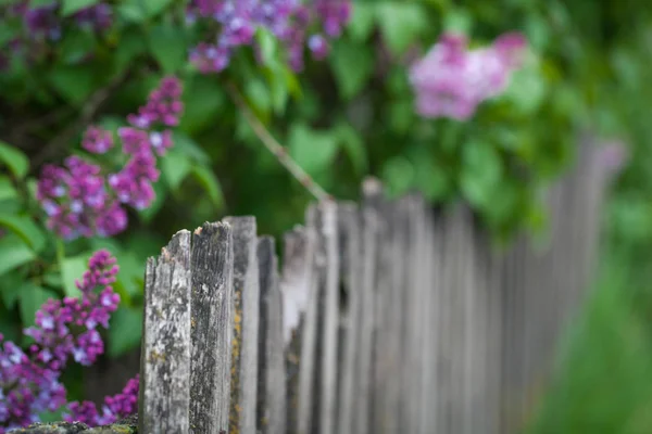 Arbusto lila en el jardín — Foto de Stock