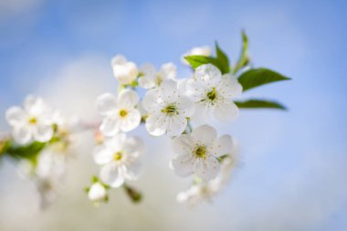 Bahçede bir bahar gününde kiraz çiçekleri