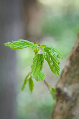 Genç yeşil bahar yaprakları ile şube