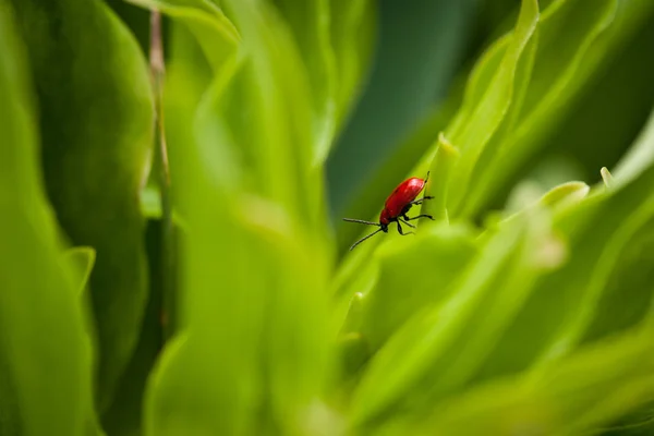 Rote Wanze auf einem Blatt — Stockfoto