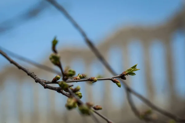 Kora tavaszi ág, a kis levelek — Stock Fotó