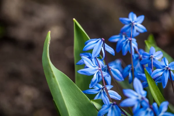 Blå Scilla siberica eller siberian blåstjärna blommor — Stockfoto