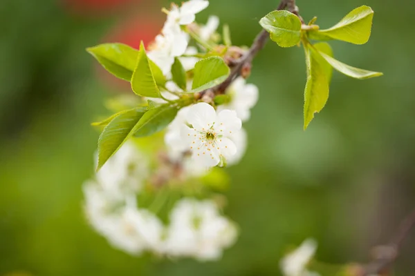 Flores de cerejeira em um dia de primavera no jardim — Fotografia de Stock