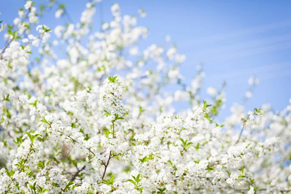 Cseresznye virágok a tavasz a kertben — Stock Fotó