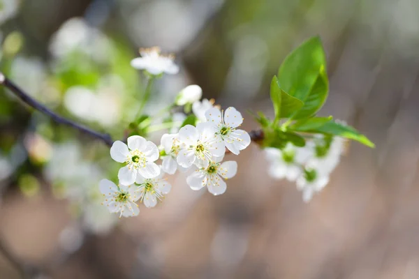 Flores de cerejeira em um dia de primavera no jardim — Fotografia de Stock