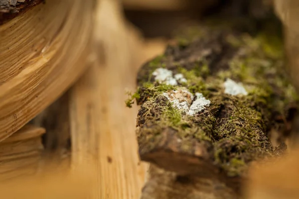 Firewood with moss closeup background — Stock Photo, Image
