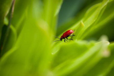 Yaprağın üzerindeki kırmızı böcek