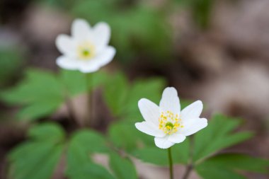 Bir bahar ormandaki anemon kardelen