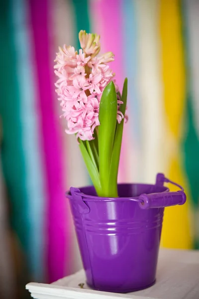 Bonito jacinto rosa en un cubo violeta —  Fotos de Stock