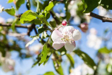 İlkbaharda elma açar.