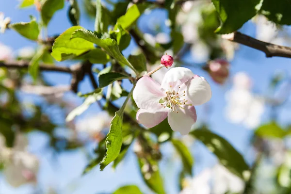 Apple blossom at spring