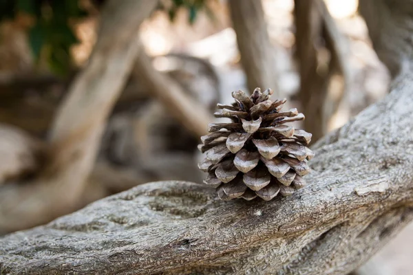 Pine Cone in Alfabia Gardens — Stockfoto