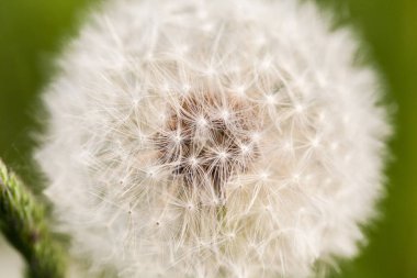 Karahindibaya yakın.