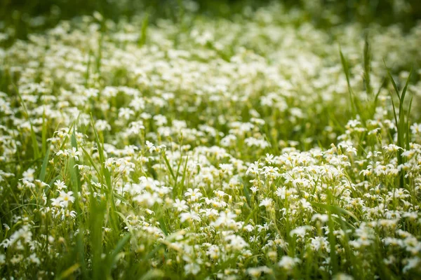 Piccoli fiori in estate — Foto Stock