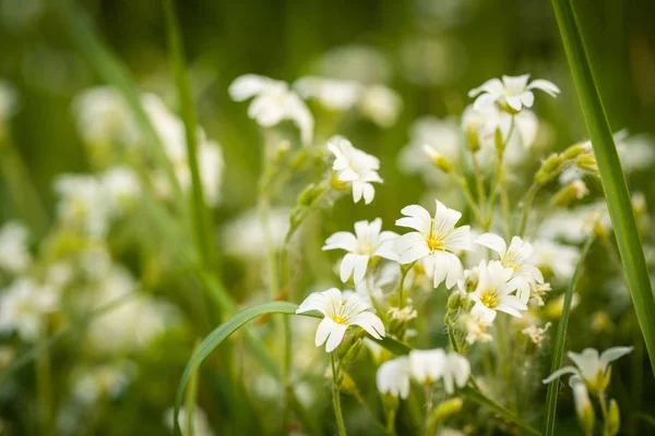 Small flowers in summer — Stock Photo, Image