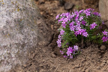 Çiçek tarhında sürünen phlox veya yosun phlox