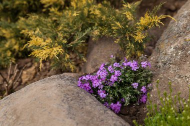 Çiçek tarhında sürünen phlox veya yosun phlox ve çeşitli ardıç