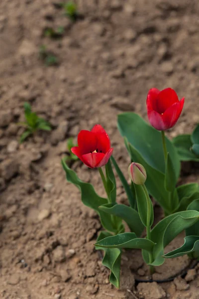 Duas tulipas vermelhas florescendo em um canteiro de flores — Fotografia de Stock