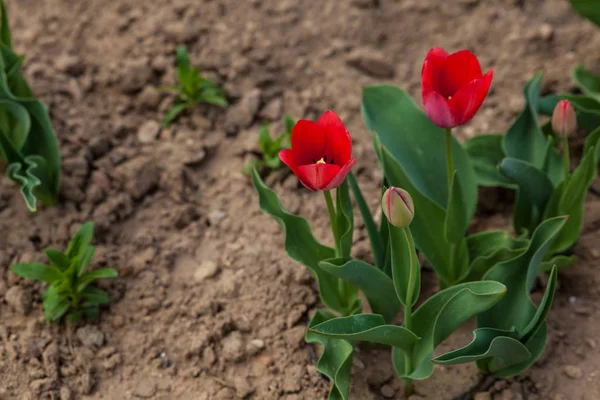 Duas tulipas vermelhas florescendo em um canteiro de flores — Fotografia de Stock