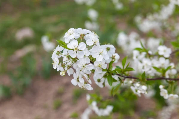 Ramo de flores de cerejeira brancas florescentes — Fotografia de Stock