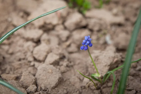 Liten delikat blå muscari blomma på en bakgrund av jord — Stockfoto