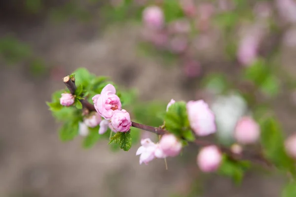 Ramo de flores rosa florescentes de uma cereja arbustiva Prunus triloba — Fotografia de Stock