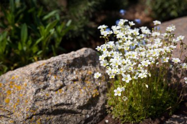 Saxifrage arendsii Kar Halısı