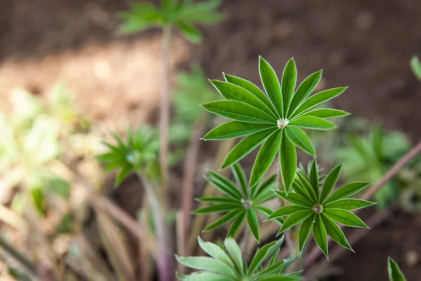 Foto de cerca de la hoja joven de Lupine con rocío o gotas de lluvia —  Fotos de Stock