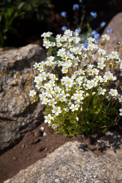 Saxifrage arendsii Tappeto da neve — Foto Stock