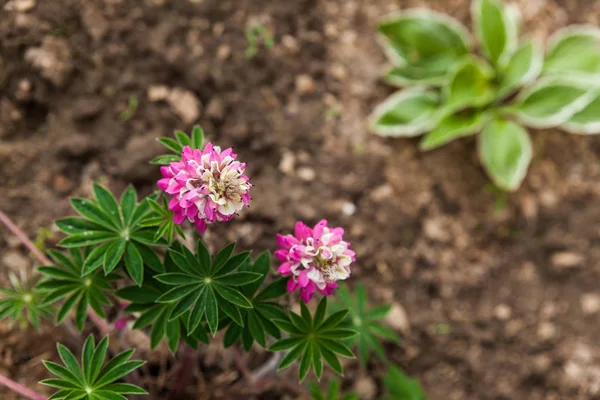 花园里的小粉红羽扇豆 — 图库照片