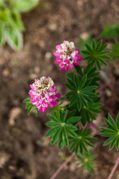 Kleine roze lupinen in een tuin — Stockfoto