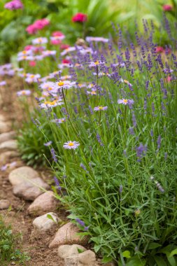 Lavanta çalısı ve brachyscomes çiçekleri olan güzel çiçek tarhı