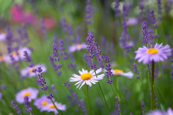 Hermosa cama de flores con arbustos de lavanda y flores de bracyscome. — Foto de Stock