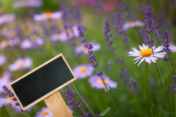 Gyönyörű virágágyás levendula bokorral és rövid virágokkal — Stock Fotó
