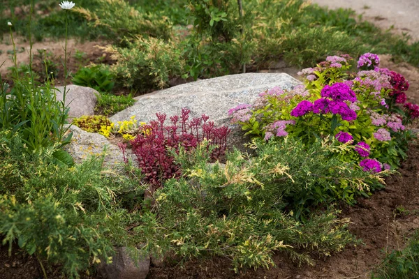Bordure mixte de plantes vivaces et annuelles dans le jardin — Photo