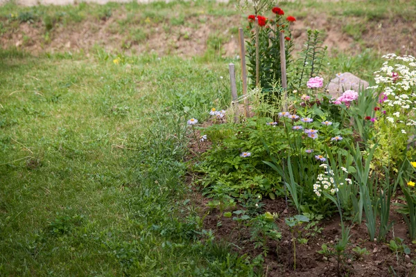 Az évelő és az éves növények keveréke a kertben — Stock Fotó