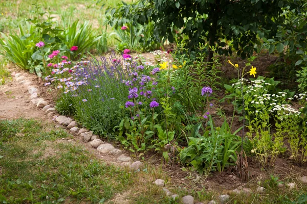 Mezcla de plantas perennes y anuales en el jardín. — Foto de Stock